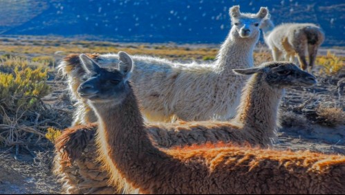 Nuevo estudio confirma que las llamas andinas neutralizan el coronavirus