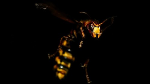 Avispones gigantes: Agricultores británicos muestran cómo se preparan para evitar una invasión