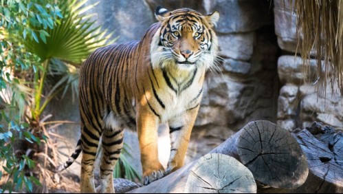 Cuidadora de un zoológico muere tras ser atacada por un tigre en Suiza