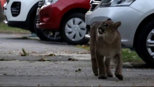 Reportan la presencia de un puma en la comuna de Lo Barnechea
