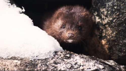 Sacrifican miles de visones en Holanda por estar contagiados con coronavirus