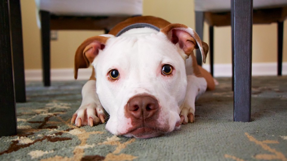 ¡Pueden ver en la oscuridad!: Cuatro datos de la visión de los perros que quizá desconocías ¡Pueden ver en la oscuridad!: Cuatro datos de la visión de los perros que quizá desconocías
