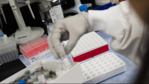 ONU advierte sobre futuras pandemias: 'Cada vez surgen más enfermedades de origen animal'