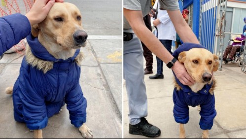 Amigo fiel: Perro espera en la puerta del hospital a su dueño internado por coronavirus en Perú