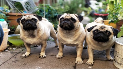 Científicos niegan la forma clásica de calcular la edad de un perro y proponen esta nueva fórmula