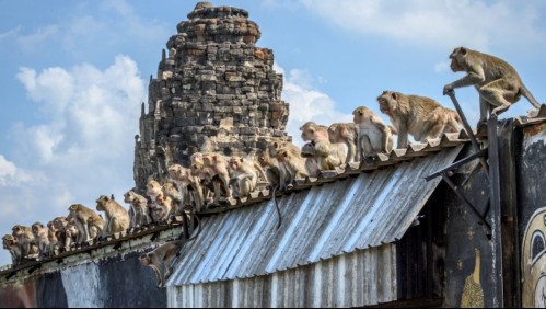 Monos hambrientos se toman una ciudad por no recibir alimentos de los turistas en Tailandia