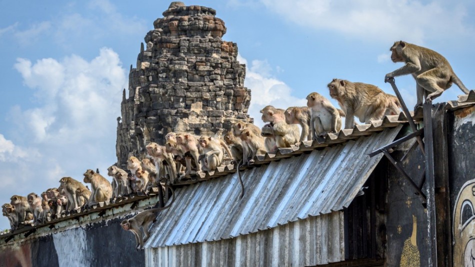 Monos hambrientos se toman una ciudad por no recibir alimentos de los turistas en Tailandia Monos hambrientos se toman una ciudad por no recibir alimentos de los turistas en Tailandia
