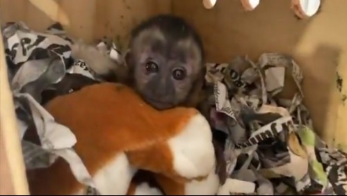 Rescatan a un mono que fue enviado por encomienda en México