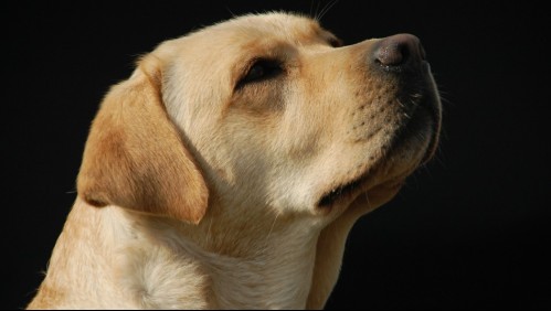 Sabios e inteligentes: Conoce cuántas palabras pueden aprender los perros