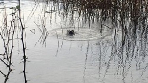 Encuentran ejemplar de especie en peligro de extinción: Un huillín fue visto en Parque Nacional