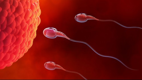 ¿Se puede fabricar esperma?