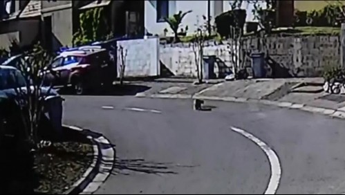 Puma fue visto en La Florida: Se trataría de un cachorro