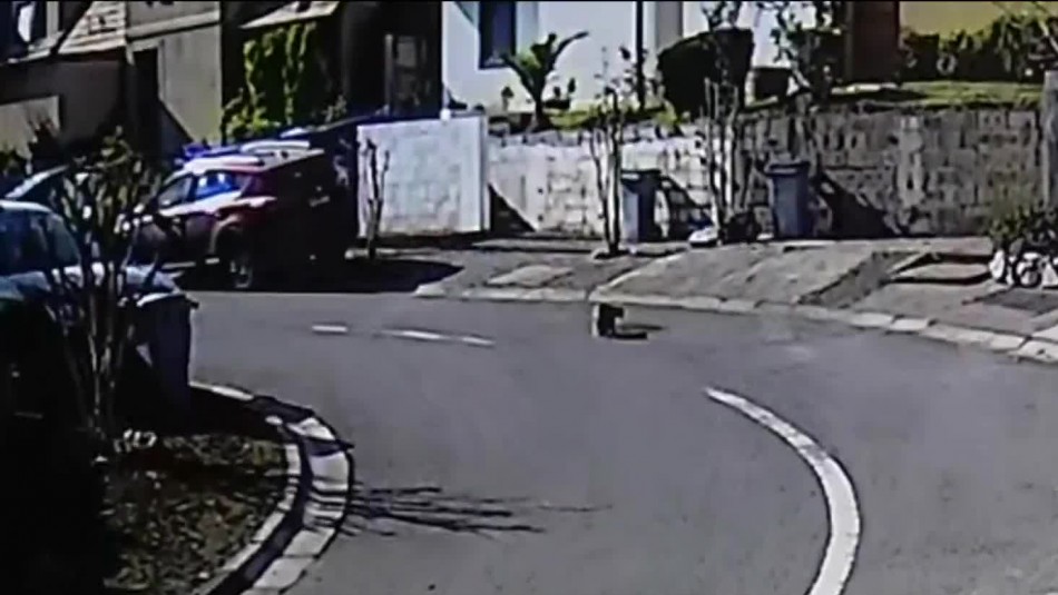 Puma fue visto en La Florida: Se trataría de un cachorro Puma fue visto en La Florida: Se trataría de un cachorro