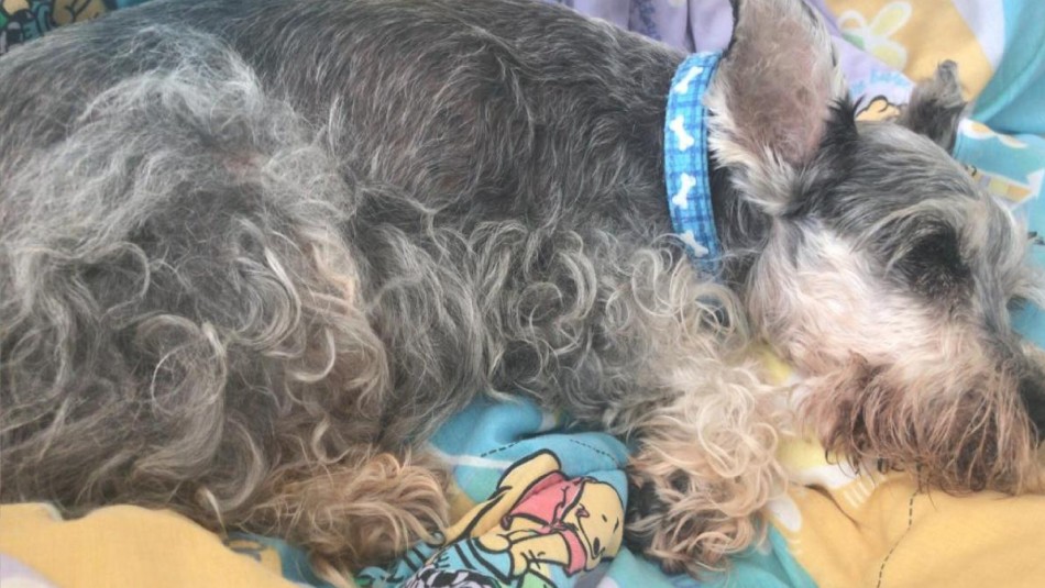 Juez reconoce a perro el derecho a recibir tratamiento para la epilepsia Juez reconoce a perro el derecho a recibir tratamiento para la epilepsia
