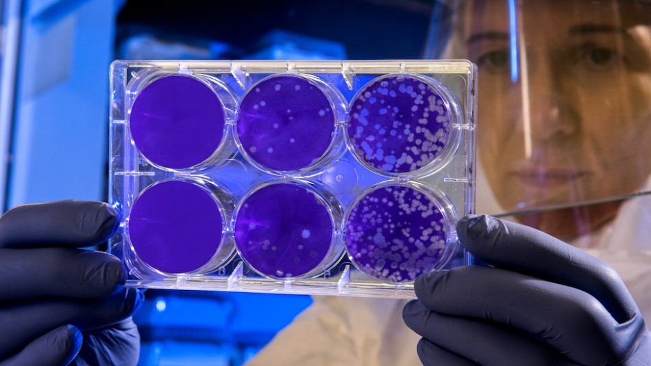 Hallan súper cepa de coronavirus que se contagia 6 veces más rápido Hallan súper cepa de coronavirus que se contagia 6 veces más rápido