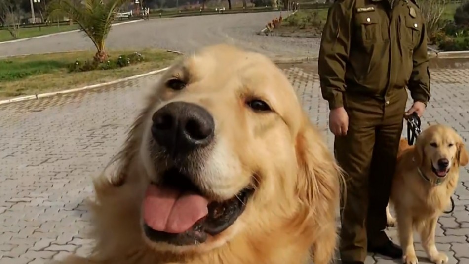 Perros biodetectores son entrenados para la detección de personas con coronavirus Perros biodetectores de coronavirus: Carabineros trabaja en experimento con la Universidad Católica