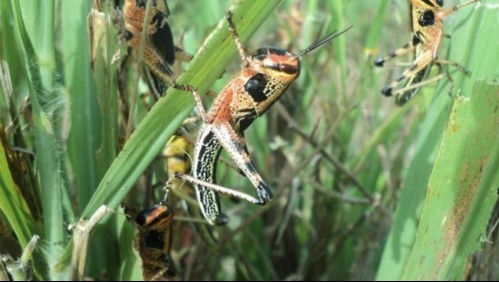 Centroamérica en alerta por plaga de langostas: podrían permanecer hasta 2022