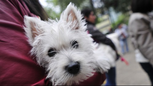 Ñuñoa inicia 'delivery' de mascotas para disminuir cifra de perros callejeros