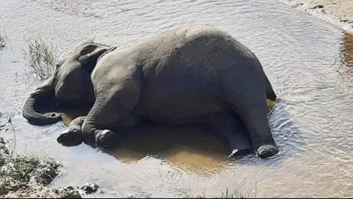 Misterioso virus estaría detrás de la muerte de más de 350 elefantes en Botswana