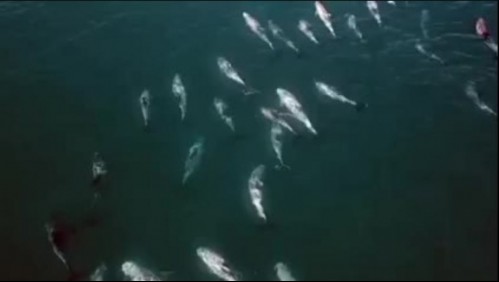 Videos muestran a delfines en la costa de Reñaca