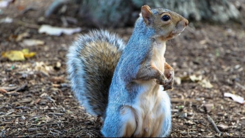 Detectan primer caso de peste bubónica en ardilla en los Estados Unidos