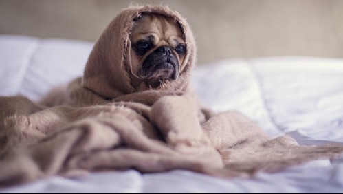 Los perros también se resfrían: Estas son las señales que da tu mascota cuando está enferma