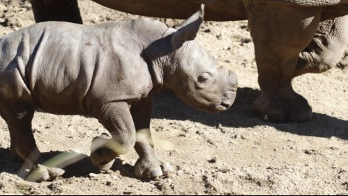 Buin Zoo presenta a Atanasio: La cría de rinoceronte blanco nacida hace pocos días