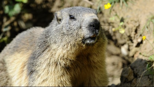 Menor muere de peste bubónica tras comer una marmota infectada en Mongolia