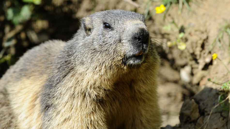 Adolescente de 15 años muere de peste bubónica tras comer una marmota infectada Menor muere de peste bubónica tras comer una marmota infectada en Mongolia