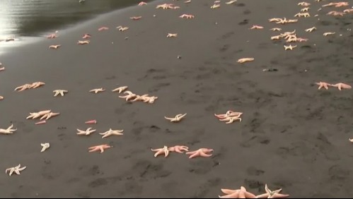 Inusual varazón de cientos de estrellas de mar se registra en Coronel y en Lota