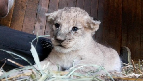 Zoológico de Los Ángeles necesita ayuda para alimentar a sus animales en medio de la pandemia