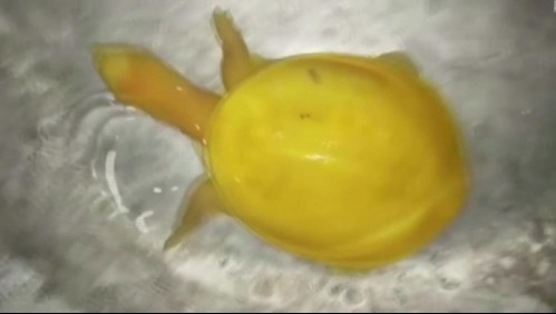 Descubren una especie rara de tortuga amarilla en la India