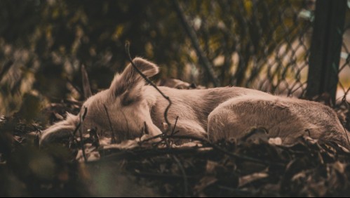 Abogado representa a perrito que fue atropellado a propósito: Responsable arriesga pena de cárcel