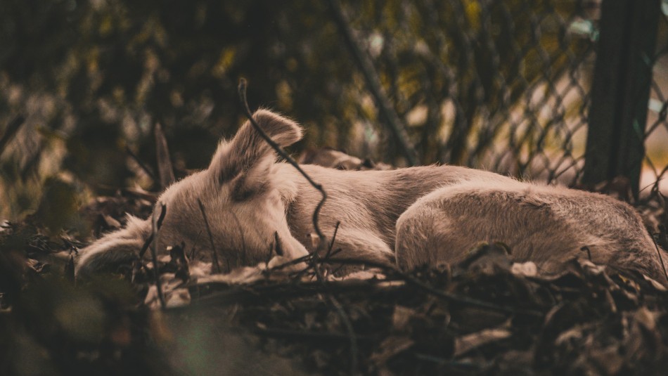 Abogado representa a perrito que fue atropellado a propósito: Responsable arriesga pena de cárcel Abogado representa a perrito que fue atropellado a propósito: Responsable arriesga pena de cárcel