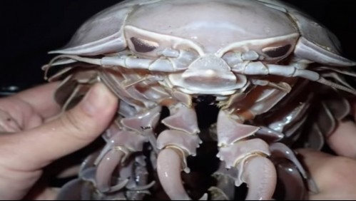 Mira las impresionantes 'cucarachas marinas' descubiertas en el fondo del mar: Miden hasta 50 centímetros