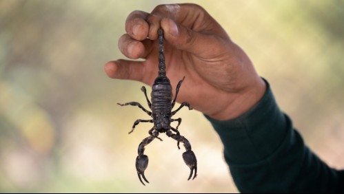 Estudio sostiene que el veneno de escorpión puede prevenir infartos