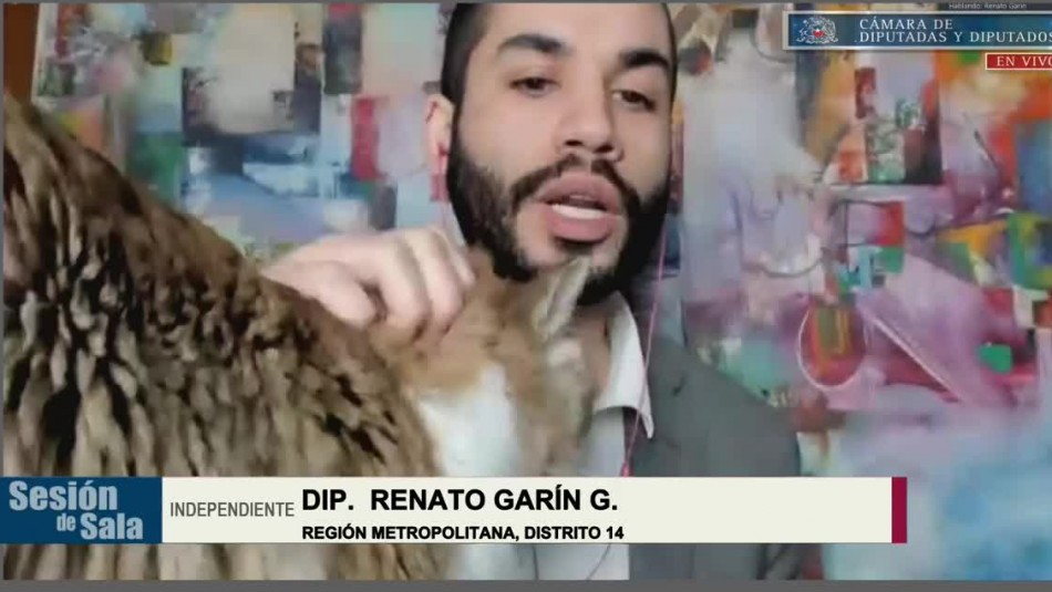 El momento en que el gato del diputado Garín se cruzó en la cámara durante discusión de veto El momento en que el gato del diputado Garín se cruzó en la cámara durante discusión de veto