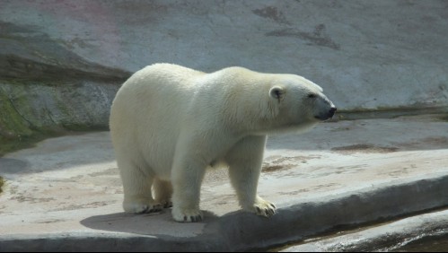 Estudio revela que el calentamiento global podría llevar a la extinción de los osos polares antes de 2100