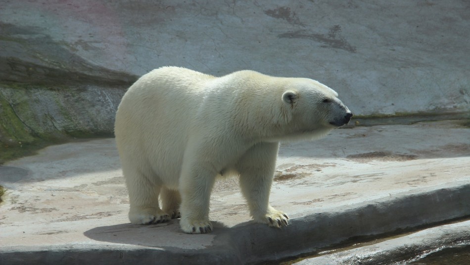 Estudio revela que el calentamiento global podría llevar a la extinción de los osos polares antes de 2100 Estudio revela que el calentamiento global podría llevar a la extinción de los osos polares antes de 2100