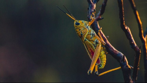 Nueva plaga de langostas genera alerta en Argentina: Se extiende por 7 kilómetros