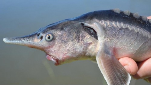 Animales extraños: Científicos crearon híbrido de dos peces en peligro de extinción