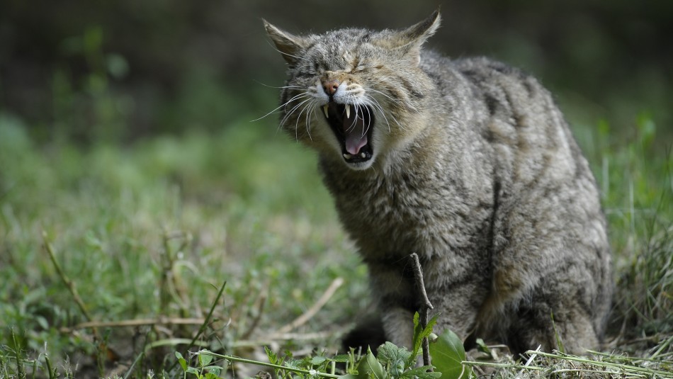 Gato enfermo de rabia atacó a tres personas en Cuba y desata nuevo foco de la enfermedad Gato enfermo de rabia atacó a tres personas en Cuba y desata nuevo foco de la enfermedad