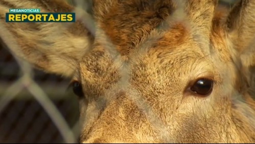 Rescate Zoo: La crisis que ronda a los zoológicos