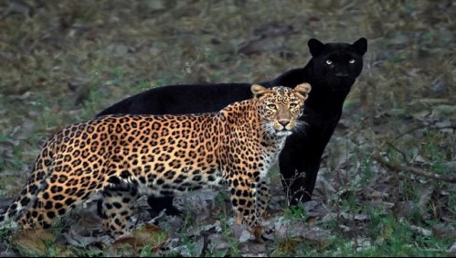 Captan a la 'pareja eterna': Una pantera negra y un leopardo se enamoran en medio de la naturaleza