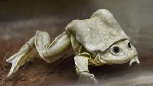 Científicos buscan evitar la extinción de la 'rana escroto'
