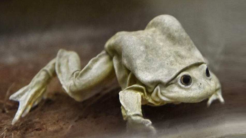 Científicos buscan evitar la extinción de la Científicos buscan evitar la extinción de la