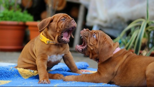 ¿Tu perro aulla cuando escucha música?: Aquí te explicamos el por qué