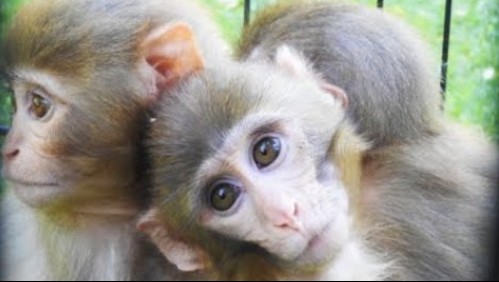 Dos monos protegen y abrazan a su hermano: Veterinarios descubrieron que tiene alteraciones genéticas