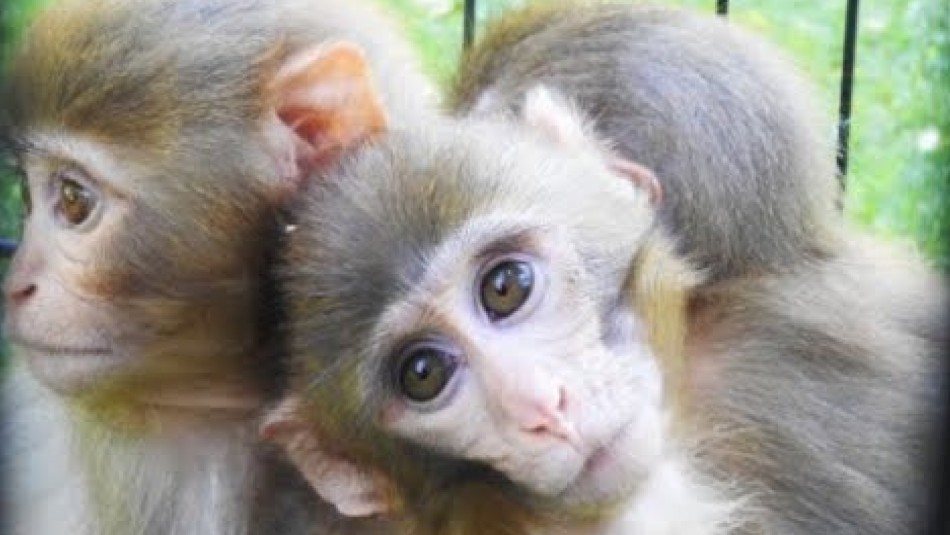 Dos monos protegen y abrazan a su hermano: Veterinarios descubrieron que tiene alteraciones genéticas Dos monos protegen y abrazan a su hermano: Veterinarios descubrieron que tiene alteraciones genéticas
