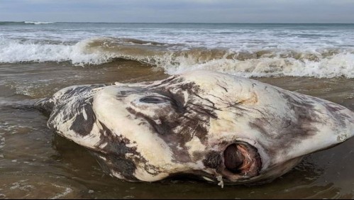 Extraña criatura marina aparece en playa de Australia: 'Parecía un extraterrestre'